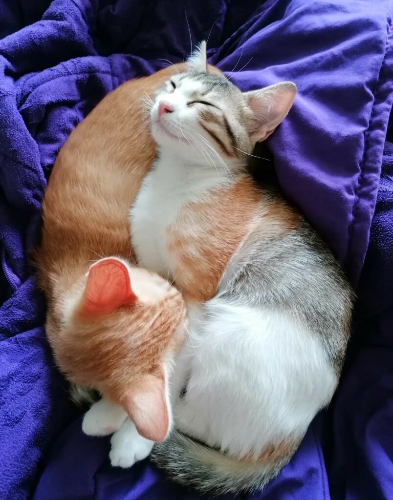 Honey und Moon geniessen ihr neues Zuhause.
Wir retten sehr viele Katzen und Hunde von der Strasse.