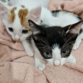 Zwei richtige Schnügel-Kätzchen. Diese zwei Mädchen und ca 4 Monate alten Katzenbabys sind absolute Schnügel. Katzenvertmittlung durch Simbas Welt. www.simbaswelt.ch