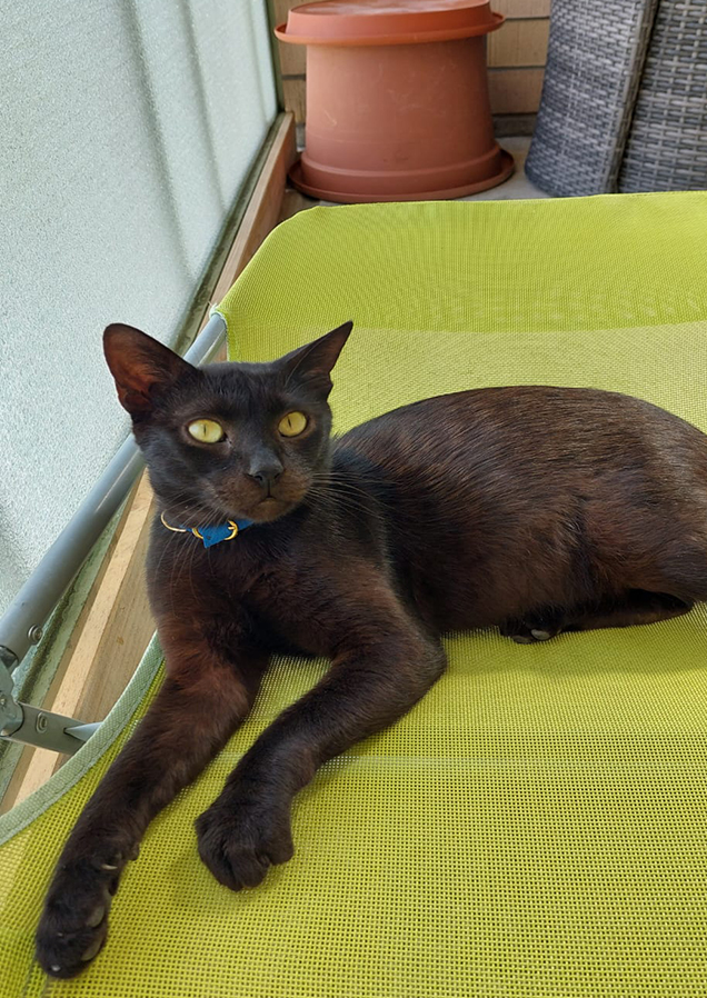 Blacky hat ein neues Plätzli in Winterthur gefunden. Er chillt zusammen mit seiner neuen Besitzerin auf dem Balkon und beide sind glücklich. Tiervermittlung durch Simbas Welt. www.simbaswelt.ch
Wir retten sehr viele Katzen und Hunde von der Strasse.