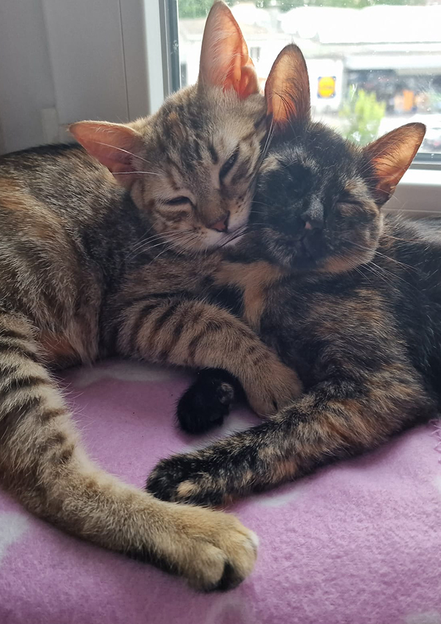 Lilly und Lucy rocken das Haus. Sie sind liebevoll aufgenommen worden und haben das neue Zuhause im Sturm erobert. Tiervermittlung durch Simbas Welt. www.simbaswelt.ch
Wir retten sehr viele Katzen und Hunde von der Strasse.