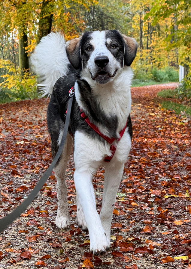 Jacky - der wahre Jackpot. Er ist ein sehr liebenswürdiger Sonnenschein und verträgt sich mit allen andern Hunden. Tierschutz, Hundevermittlung durch Simbas Welt. www.simbaswelt.ch
Wir retten sehr viele Katzen und Hunde von der Strasse.