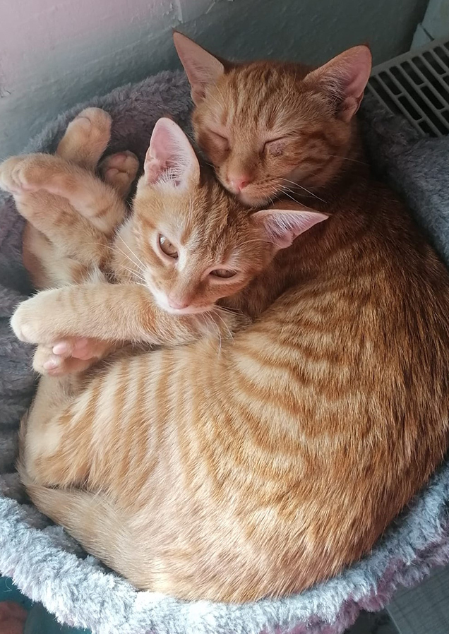 Simba und Tiger verschenken pure Freude. Sie sind zusammen in ihr neues Zuhause eingezogen, haben es im Sturm erobert und begeistern ihre neue Familie, weil sie so lieb, verschmust und anhänglich sind. Tier- und Katzenvermittlung durch Simbas Welt. www.simbaswelt.ch
Wir retten sehr viele Katzen und Hunde von der Strasse.