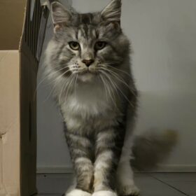 Jaipur und Indira sind ein Main Coon Liebespaar. Katzenvermittlung durch Simbas Welt. www.simbaswelt.ch