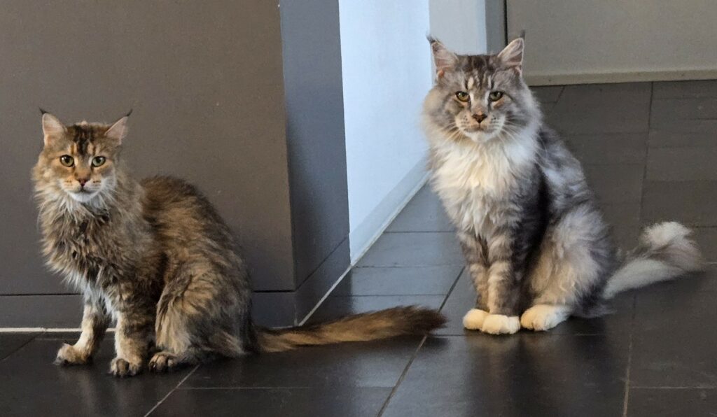 Jaipur und Indira sind ein Main Coon Liebespaar. Katzenvermittlung durch Simbas Welt. www.simbaswelt.ch