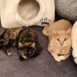 Ella und Leo suchen ein Zuhause. Ella ist 2 Jahre alt, Leo, cremefarben, ist 4 Jahre alt und beide sind sehr anhänglich. Katzenvermittlung durch Simbaswelt.ch